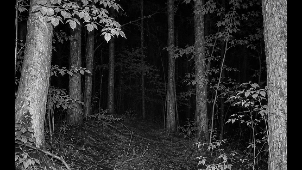 Vision nocturne infrarouge en forêt – 940 nm ou 850 nm