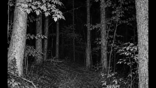 Vision nocturne infrarouge en forêt – 940 nm ou 850 nm
