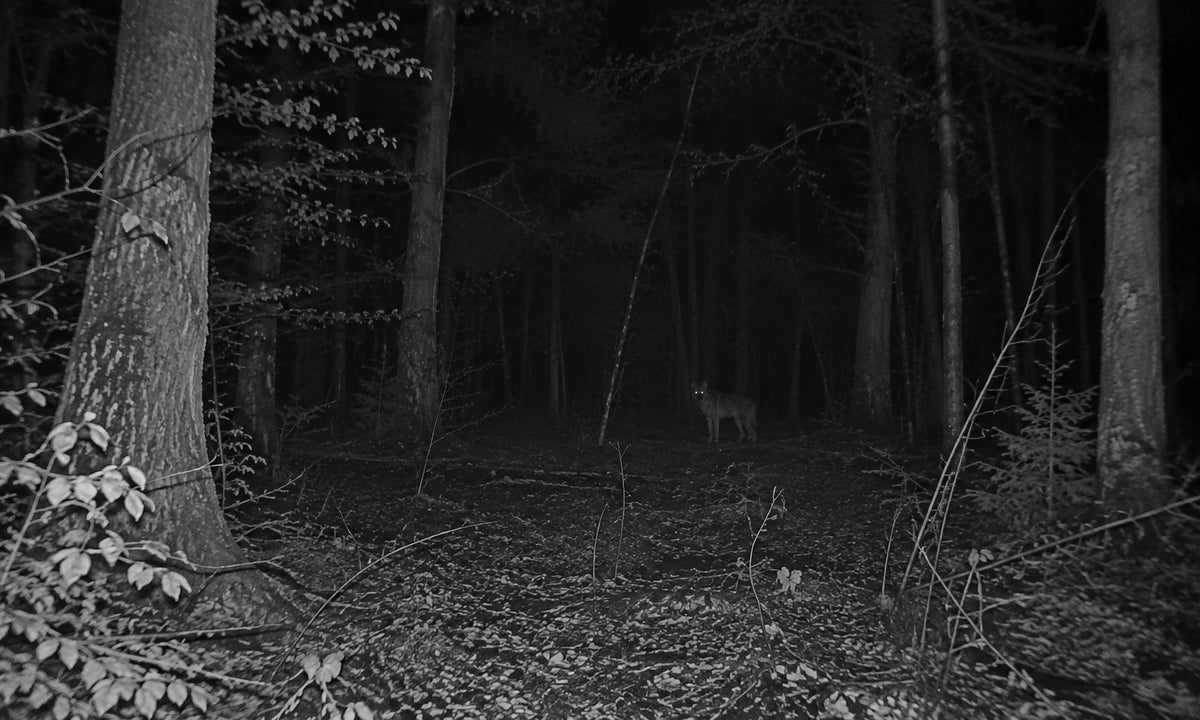Vision nocturne caméra